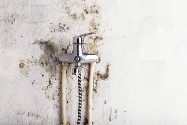 Professional Mold Removal in Elmhurst, IL